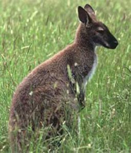 red-necked-wallaby_300